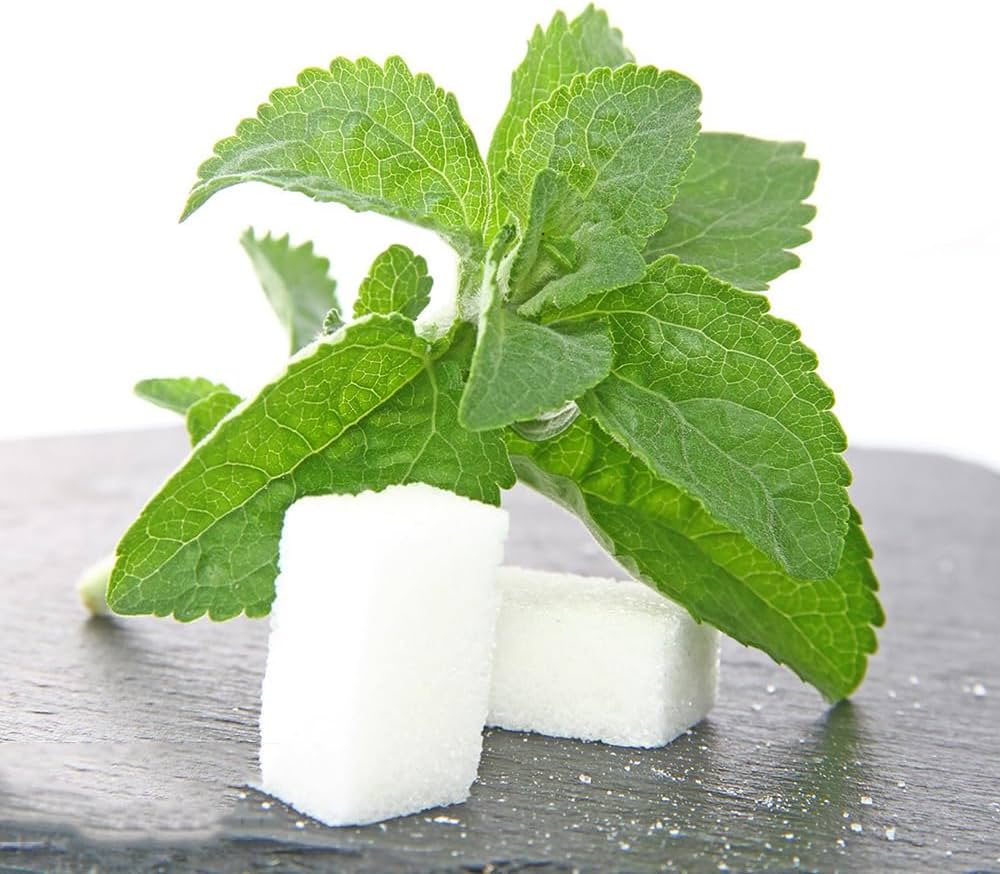 200 Samen Stevia Rebaudiana, frische Samen, Süßstoff für Diabetiker, natürlicher Süßstoff, frische Samen