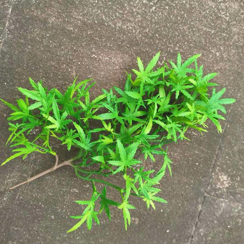 Ramură Artificială de Pin cu Frunze de Arțar și Accente de Chiparos