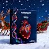 Anatomie Adventskalender Weihnachten 24-Tage 2D Acryl Anhänger Lustige Menschliche Anatomie Miniaturen für Ärzte Krankenschwestern Lehrer Studenten
