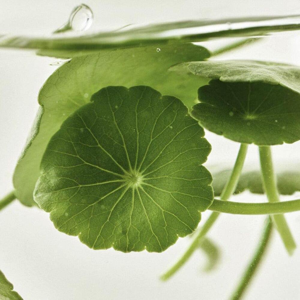 Beauty of Joseon Centella Asiatica Calming Mask – Soothing & Hydrating Sheet Mask (10 Sheets), Korean