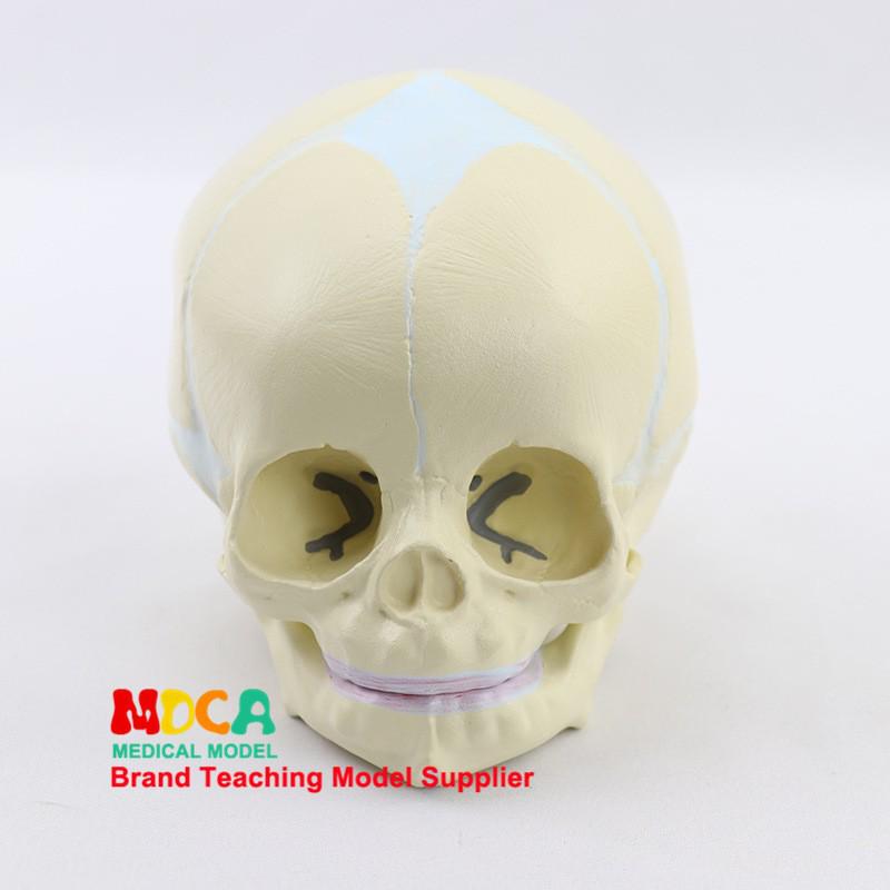Medical 15-Part Detachable 1:2 Human Color Skull Model for Teaching