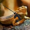 3 Pack Adjustable Bearded Dragon Leash Harness Set Escape-Proof Lizard Leash  Small Animal Pets