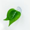 Reptiles Clear Suction Cup Artificial Plant Accent, Colorful Plastic Habitat Display Accessory for Enclosure Styling Use