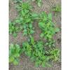 Herbal City Farmer Šalvia Šalvia 100% domáca výroba