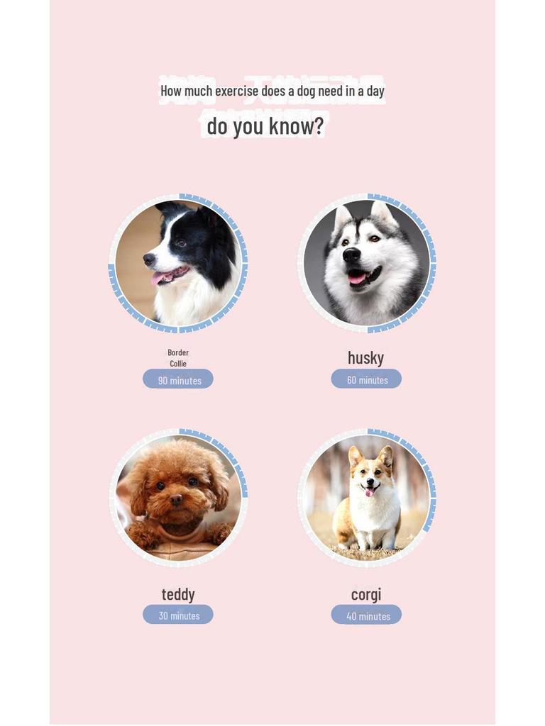 Colorful LED Retractable Dog Leash for Medium & Large Dogs