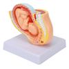 Anatomisches Beckenmodell einer schwangeren Frau Abnehmbares Schwangerschaft 9 Monate Baby Fötusmodell für Lehrmittel