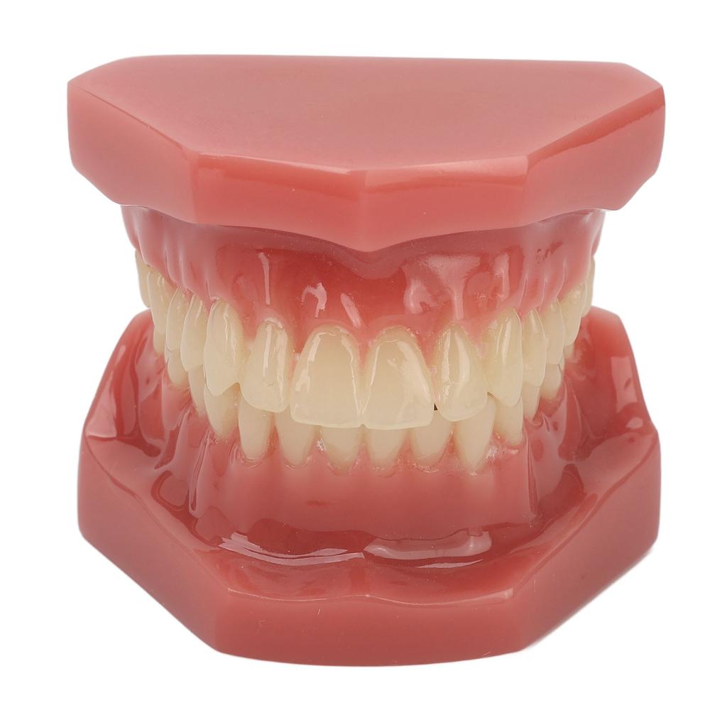 Modèle de dent 28 dents Modèle orthodontique dentaire Fournitures d'étude pédagogique Démonstration dentaire