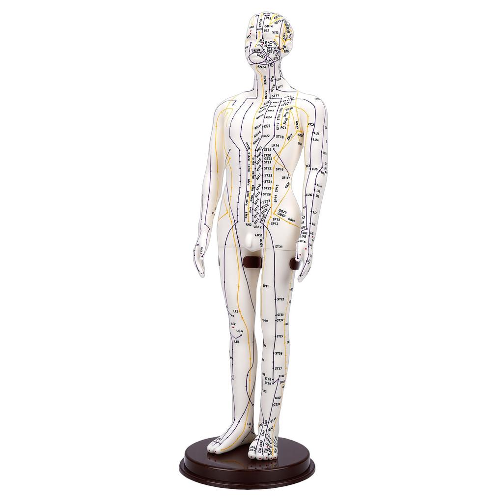 52cm Acupuncture Model 360 Degree Rotatable Arms Acupoint Body Model for Student Teaching Demonstration White Men