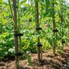 Plant Support Clips Plastic Vine Ties for Home Tomato Cucumber Gardening Use