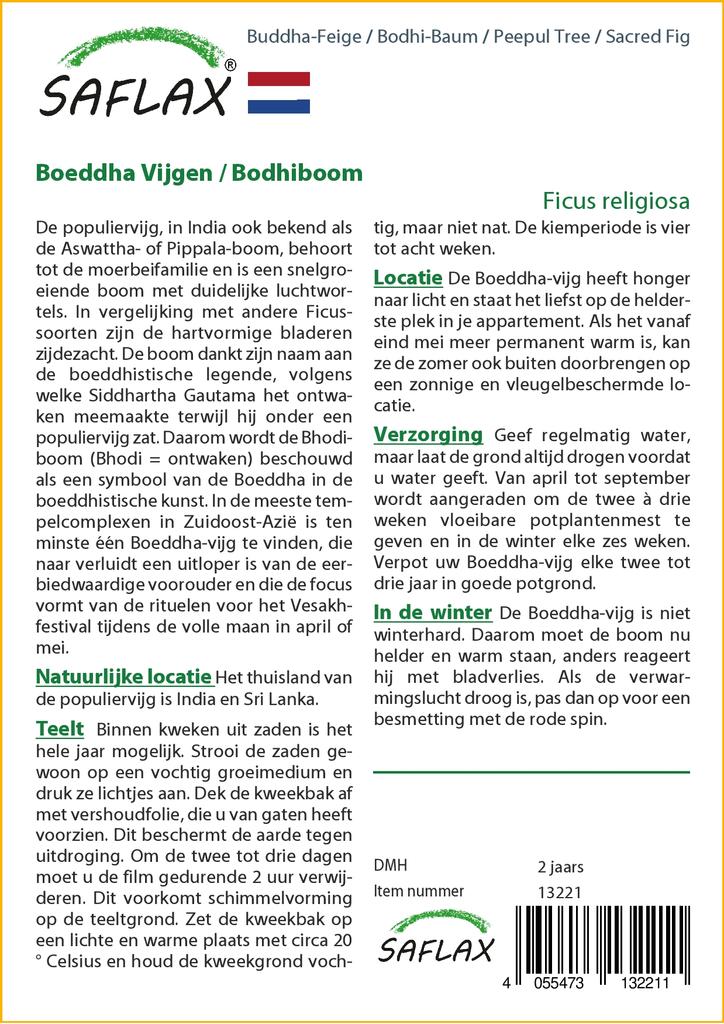 SAFLAX Peepul Tree / Sacred Fig - 100 Seeds - Ficus Religiosa