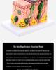 50x Magnified Human Skin Tissue Anatomical Model for Medical and Beauty Training