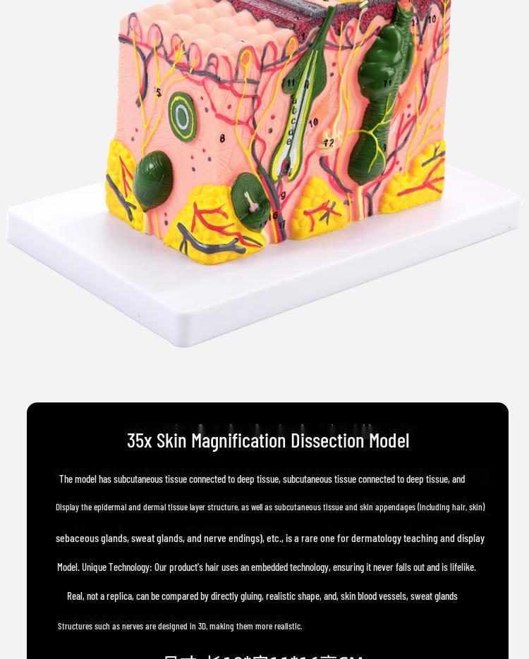 50x Magnified Human Skin Tissue Anatomical Model for Medical and Beauty Training