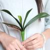 Beautiful Artificial Plant Fresh-keeping Eco-friendly Decorative