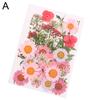 Pressed Mixed Organic Natural Dried Flowers DIY Art Handicraft Gift Decoration