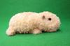 Capybara Hand Puppet, Beige, 234-0160