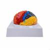 ColorCoded Human Brain Model | Labeled, Morphology Model, for Classroom 2part