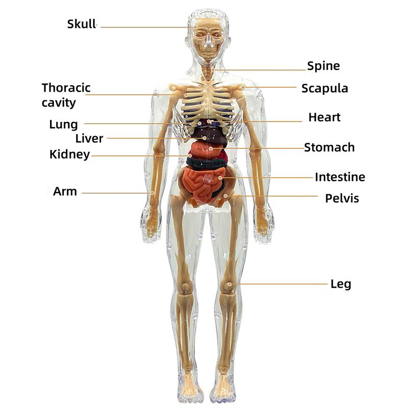Assembly Human Skeleton Organ Model Toys Children's Science Education Cognitive Skeleton Structure Puzzle Assembly Toys for Kids