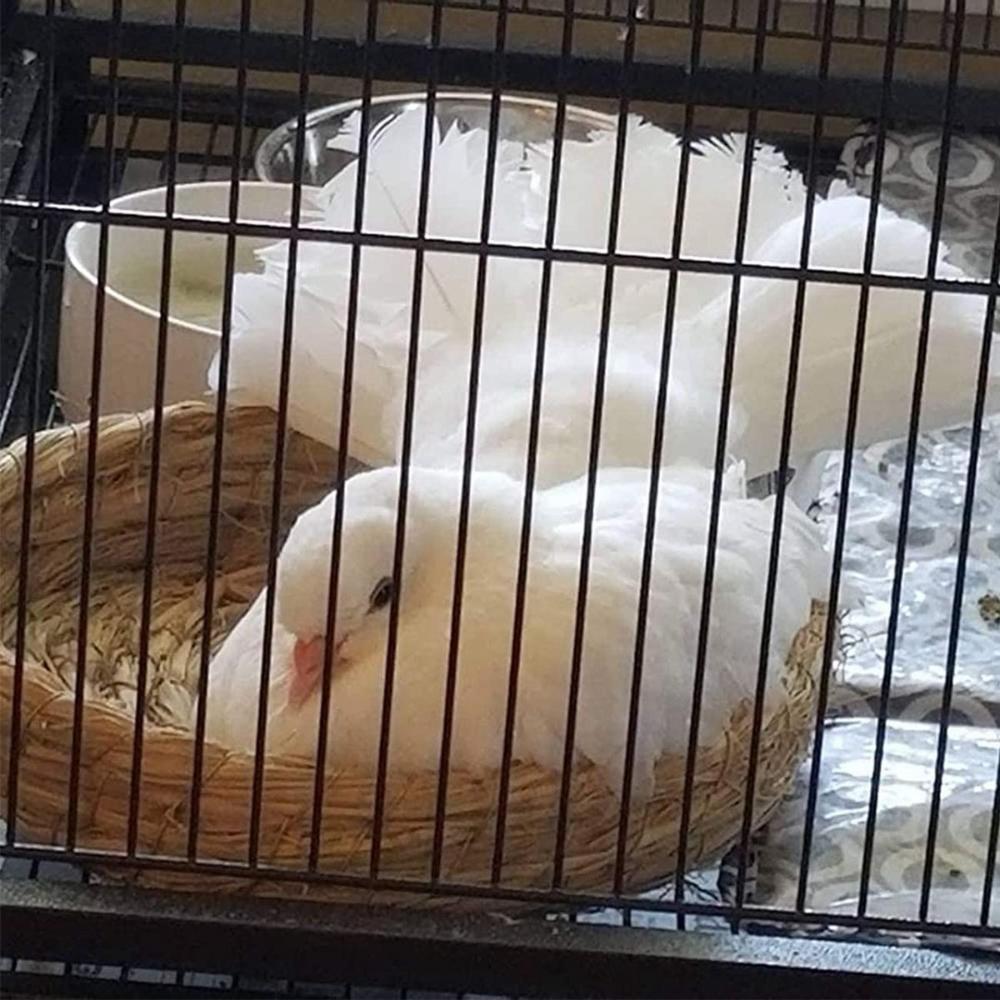 Breeding Parrot Straw Woven Warm Natural Dove House Birdcage Parrot Nest Hatch Hut