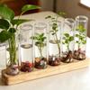 Home Decoration Glass Tube Vase Minimalist Flower Holder Hydroponic Flower Vase  Indoor Planting