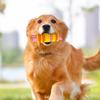 Dog Chew Toy Bite-Resistant Caterpillar Shape Dog Toy Flexible Dog Chewing Stick For Homes Yards Small To Medium Dogs