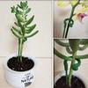 10Pcs Fixed Bonsai Fixing Tool Support Rod Flower Vine Climbing Bracket  For Plants Rose Flowers