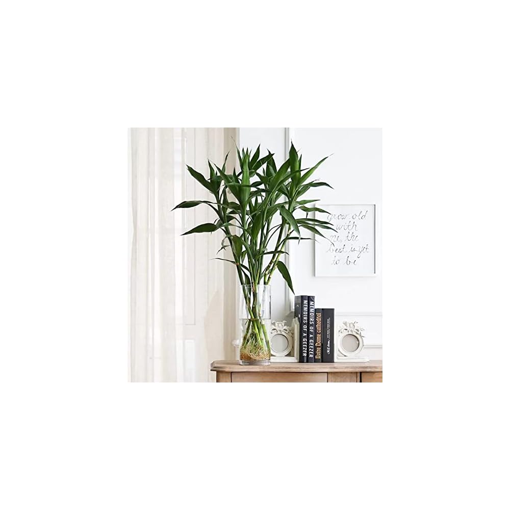 DARENYI Large Glass Vase, 40cm Tall, Clear, Cylindrical Flower Vase, Suitable for Decorating Living