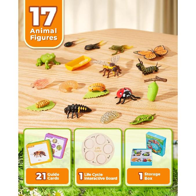 Life Cycle Learning Education Toys, Insect Caterpillar To Butterfly Kit, Ladybug, Bee, Tadpole To Frog Kit Life Cycle Toys for Kids, Preschool