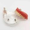 Modelo Dental de Media Mandíbula con Demostración de Implante Dental y Restauración de Dentadura Postiza