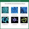 Postpartum Vaginal Probiotic Care for Intimate Health