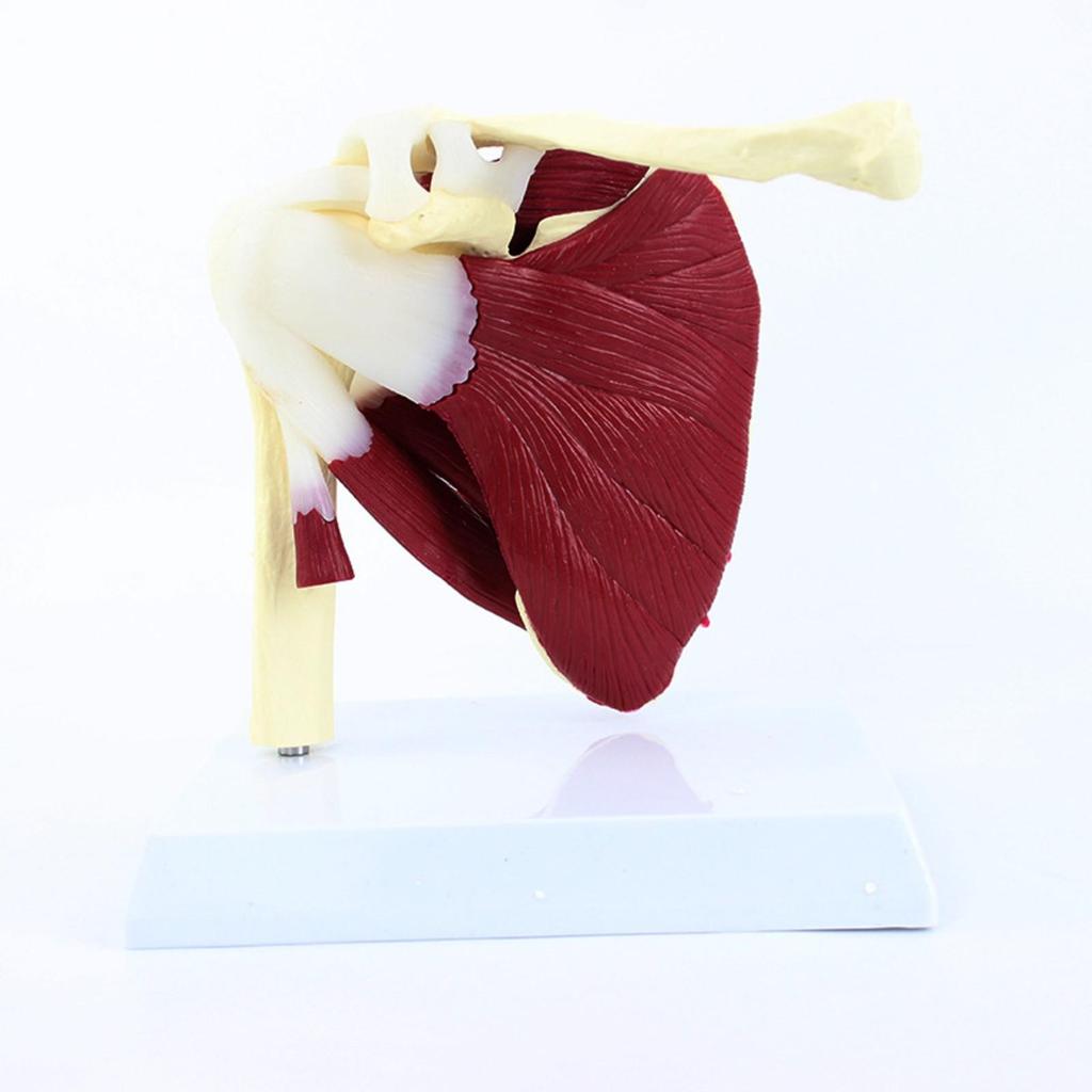 PVC Shoulder Joint Model with Base for Study Classes