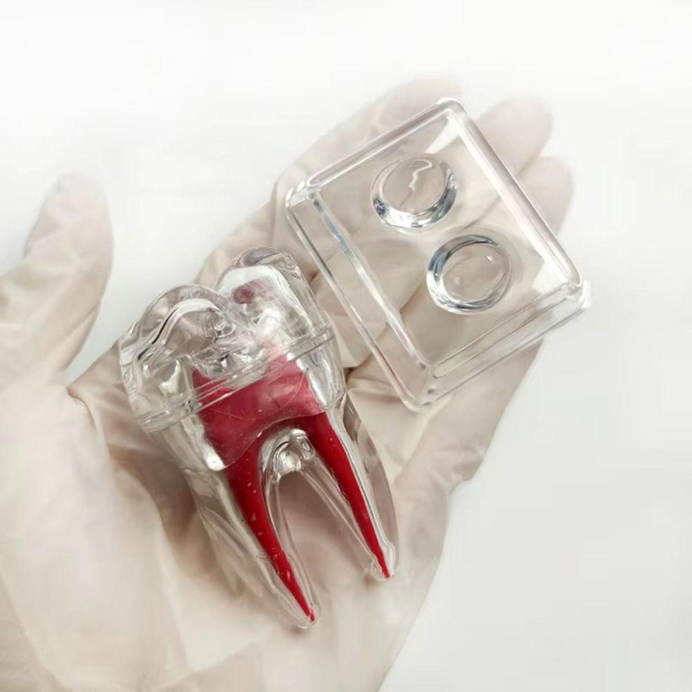 With Base Decomposable Dental Teeth Model Separable Tooth Root Structure Model  Oral Treatment