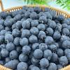 20Pcs Blue Fruit Model Po Props Simulation Blueberry Diy Fake Fruit Artificial Blueberry Simulation Fruit Home Decoration
