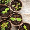 Set of 20 round seedling pots 8cm Biodegradable and natural
