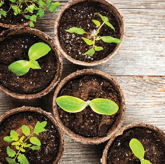 Set of 20 round seedling pots 8cm Biodegradable and natural