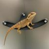 Lizard Hammock Reptile Hammock Lounger Ladder Lizard Hanging Bed House Cage Accessories Reptile Terrariums Habitat Decor