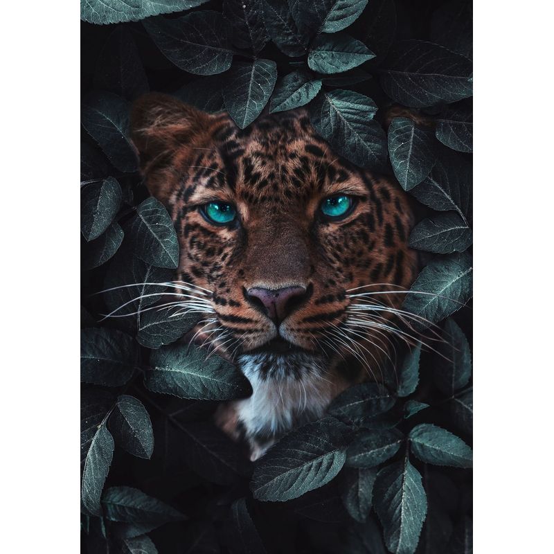 

5D Алмазная картина Животное Вышивка крестом Полный круглый дрель Алмазная вышивка Полный комплект Домашний декор Full Round 20x25CM