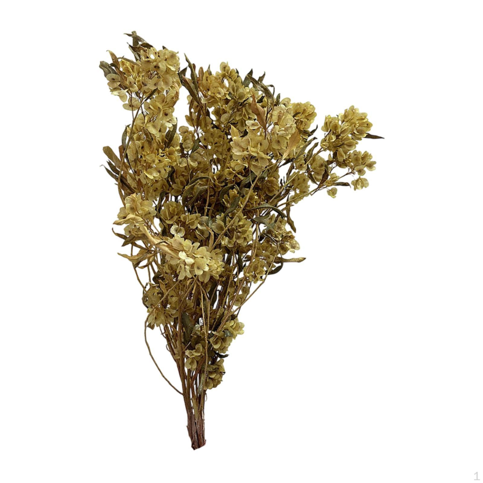 

Dodonaea Viscosa Композиция из сухоцветов для декора дома и офиса светло-желтого