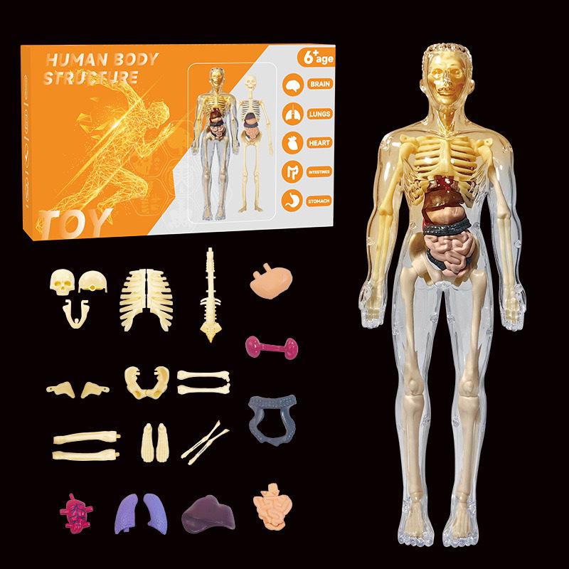 Children's 3D Human Body Skeleton & Organ Anatomy Educational Model 