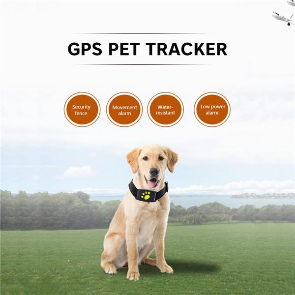 chewer gps tracker