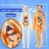 3D Human Body Torso Model For Kid, Anatomy, Skeleton, Removable, Simulation, Organ And Skeleton, Detachable Bone Body Models New