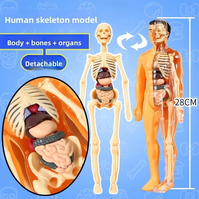 3D Human Body Torso Model For Kid, Anatomy, Skeleton, Removable, Simulation, Organ And Skeleton, Detachable Bone Body Models New