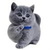 Blue & White British Shorthair Kitten - Purebred Short-legged Cat
