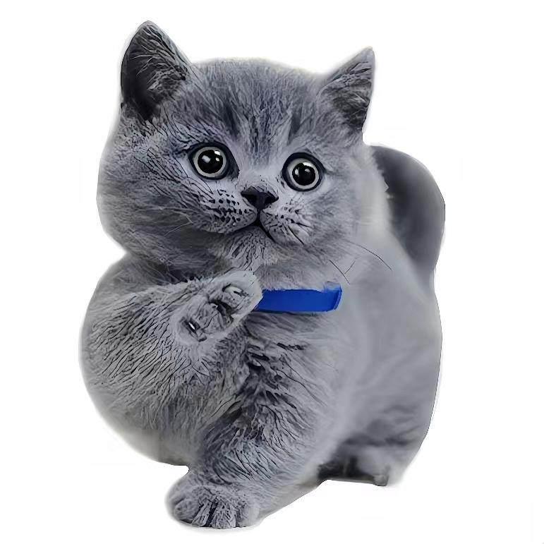 Blue & White British Shorthair Kitten - Purebred Short-legged Cat