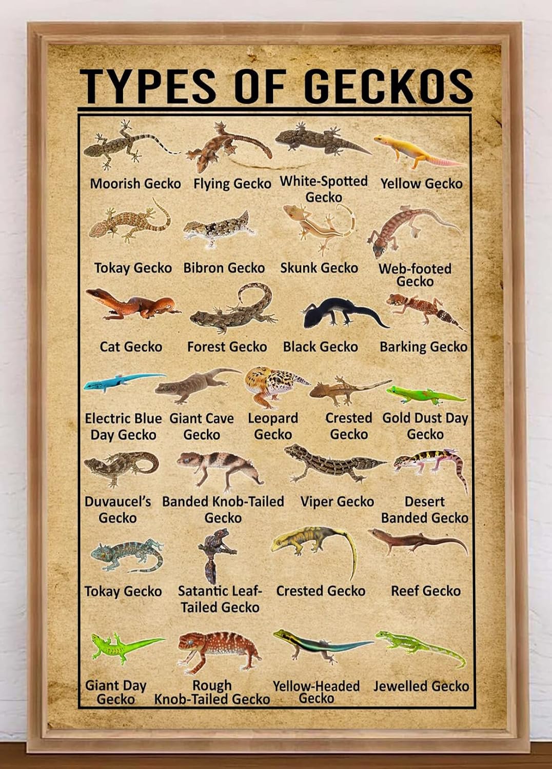 

Retro Metal Tin Sign Types Of Geckos Poster Wildlife Art Decor Knowledge Poster Vintage Geckos Home Living Decor Faluminum 20x30cm（7.8x11.8inch）
