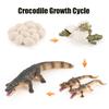 Superior-Grade Animal First-Class Life Premium-Quality Cycle Top-Grade Board Premium-Quality Children Play Sets First-Class Montessori First-Class