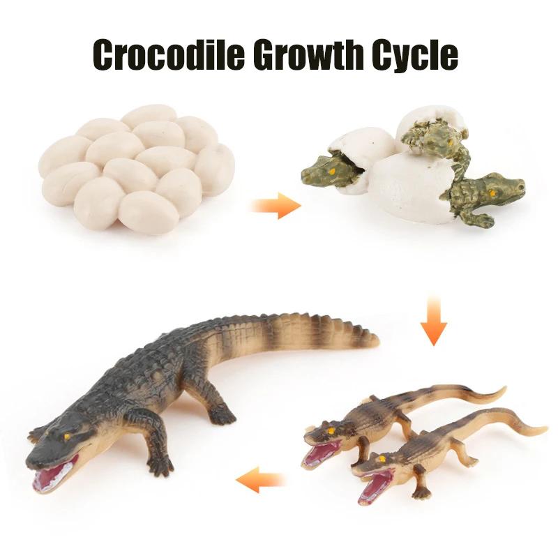 Superior-Grade Animal First-Class Life Premium-Quality Cycle Top-Grade Board Premium-Quality Children Play Sets First-Class Montessori First-Class