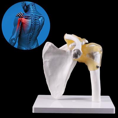 Functional Anatomical Life Size Human Anatomy Skeleton Shoulder Joint Bone Muscle Model For Teaching