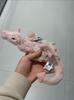 Novo Modelo 30cm Coelho de Pelúcia Fofo com Orelhas Longas Boneca Coelho Branco Rosa Muito Macia Pelúcias Dormindo Decoração de Casa Presentes Menina