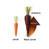 GOODAL Black carrot Vita A Retinol Elastic Ampoule 30 ml / Retinol Face Serum with Vitamin A / Anti Aging Face Serum