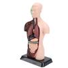 Human Body Model Anatomy Physiology Model Structure Organs Educational Learning Kit Science Classroo